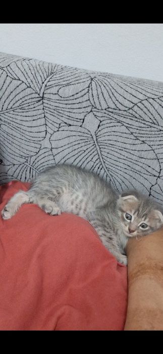 Отдам в добрые руки котят
