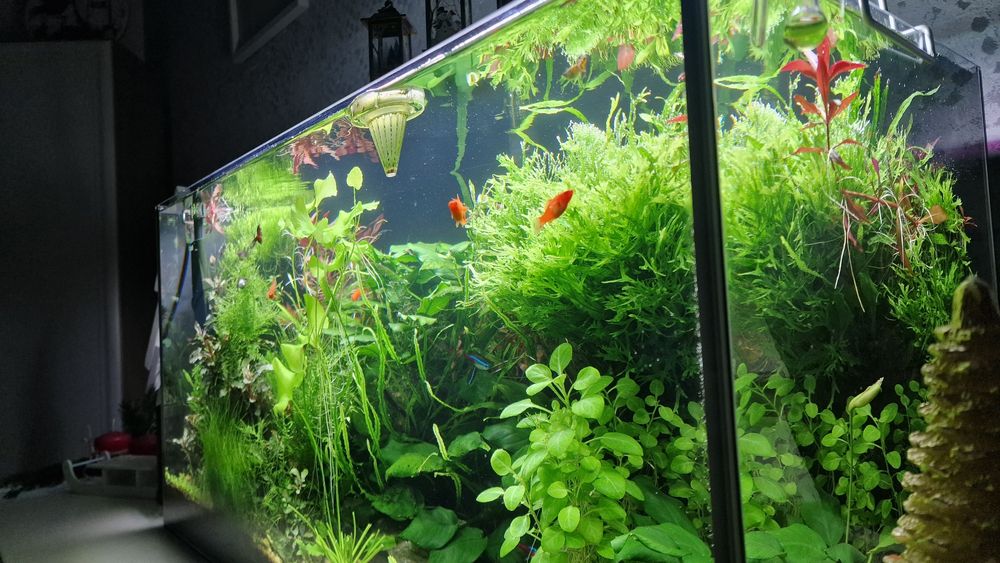 Vand Acvariu plantat 120 l