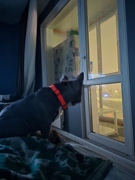 Французкий бульдог