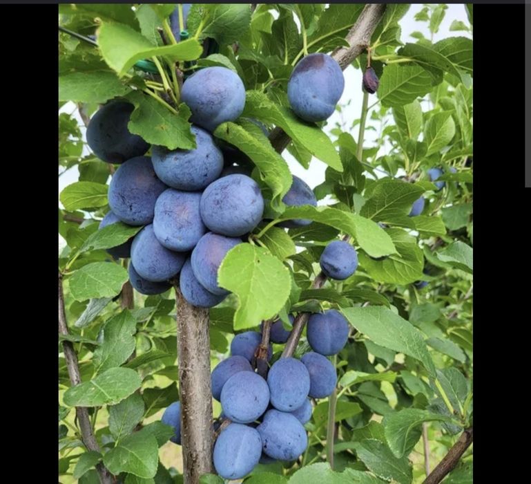 Vând Prune pentru Țuică și Comsum!