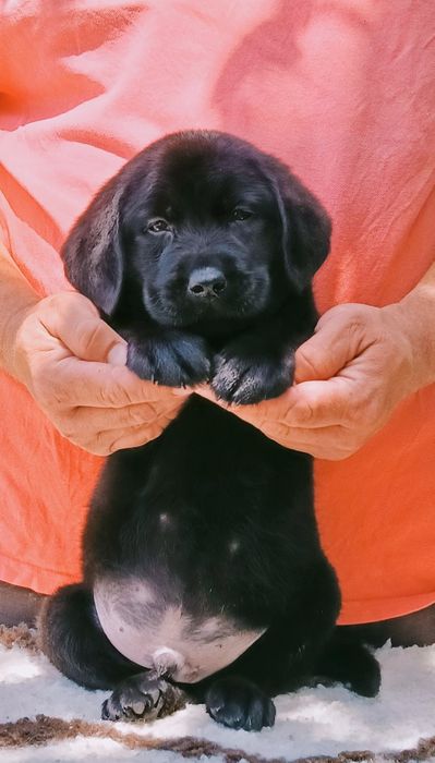Pui Labrador Retriever cu pedigree Tip A – canisă FCI autorizată