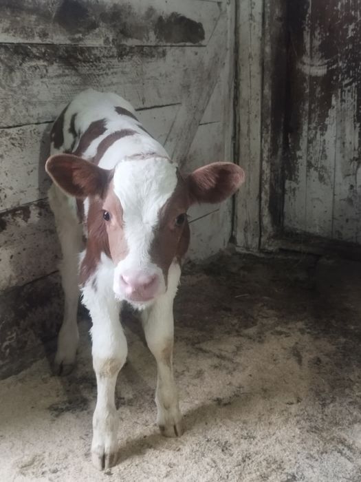 Vând junica cu tot cu vitel