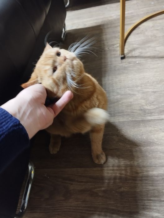 Mushuk erkak (Кот, мальчик) British fold