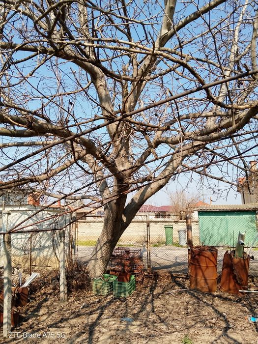 Орех за материал