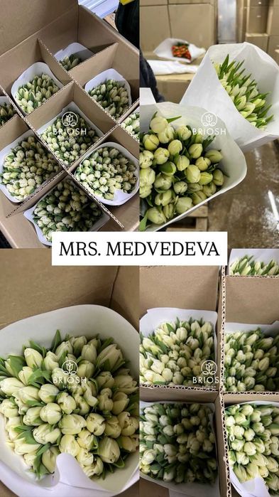 Тюльпаны предзаказ