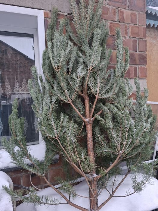 Продам ёлки разных размеров