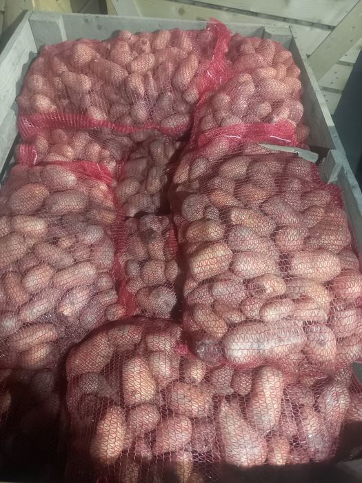 Cartofi pentru animale ( din consum cu defecte), cantitate mare