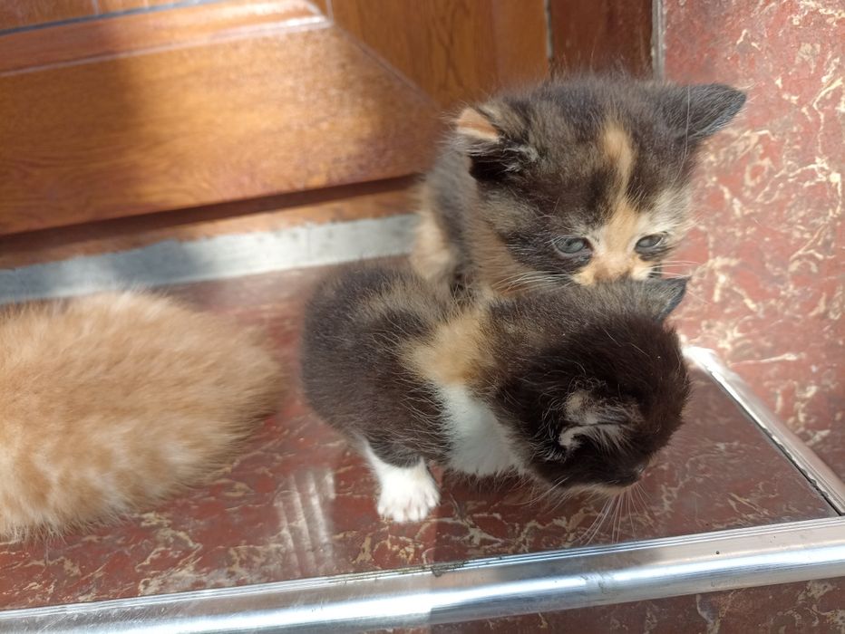 Продается кошки британский короткий шерстяная голубоглазые