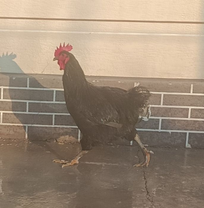 Продам цыплята  Джерсиский гигант