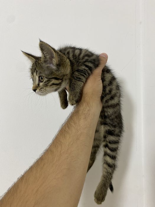 Отдам даром Кошка домашняя