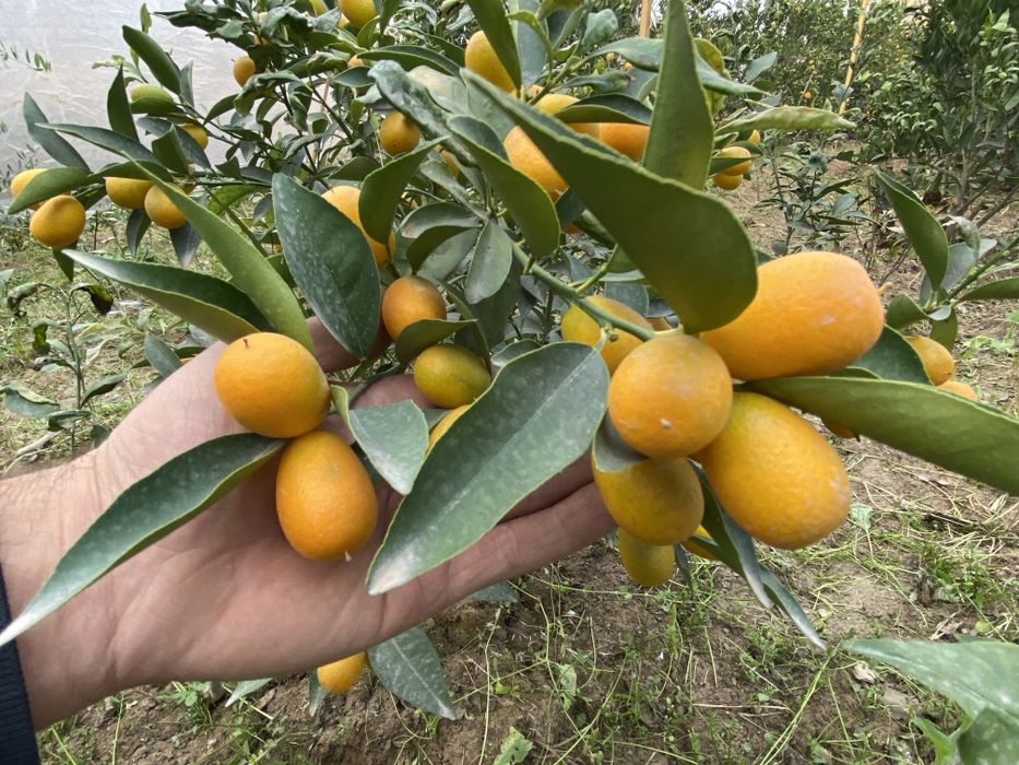 Sitrus ko'chatlar sotiladi