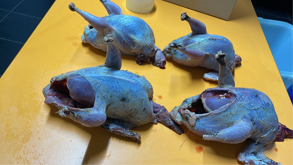 Тетерева дикий мясо