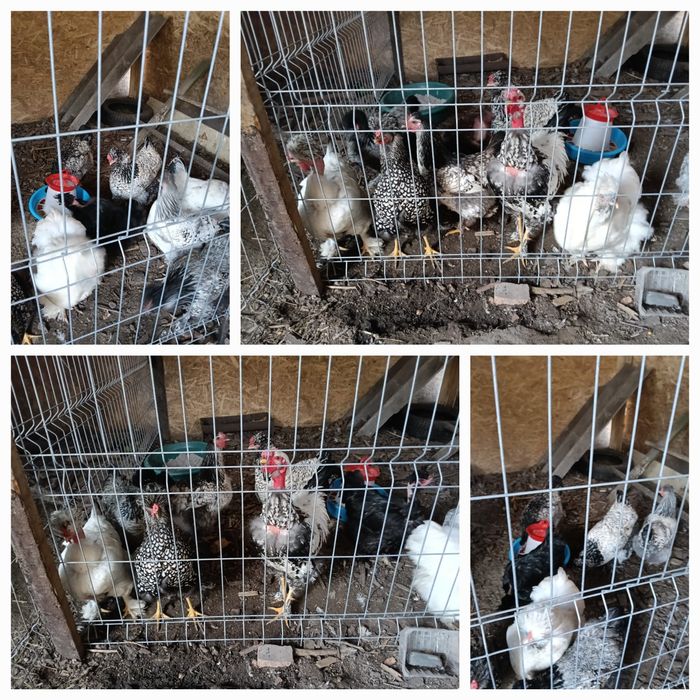 Oua pentru incubat gaini motate, barboase si motate frezate