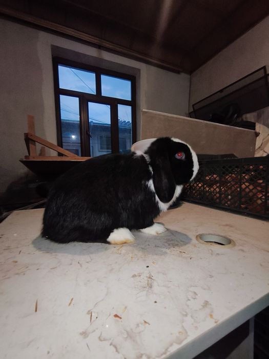 Karlik baran samka quyon sotiladi