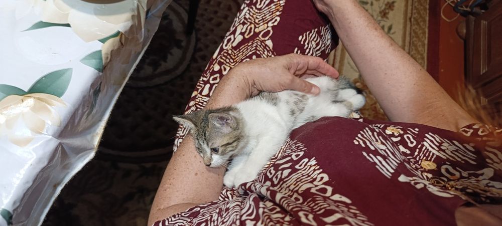 Срочно ищет дом маленький серо-белый котёнок мальчик!