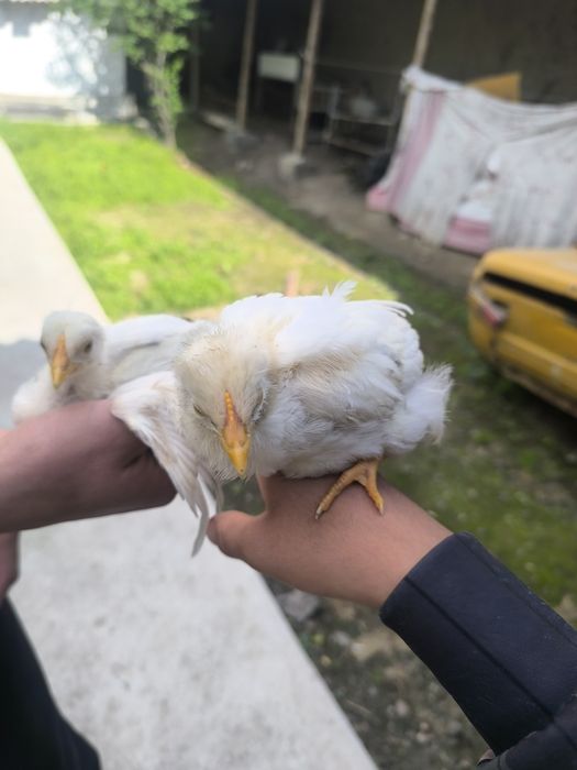 Joʻjalar yaxshi boqilgan soni chegaralangan ulgurib qoling soni 21ta