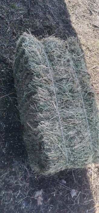 Жонашка шөп тараз