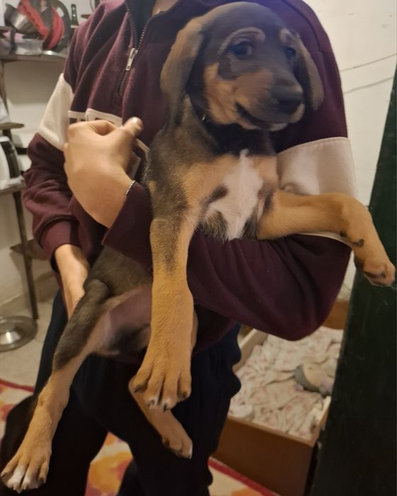 9 малки кученца търсейки си нов дом