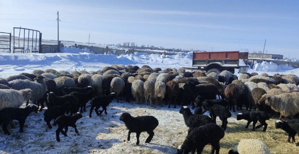 Продам баранов срочно