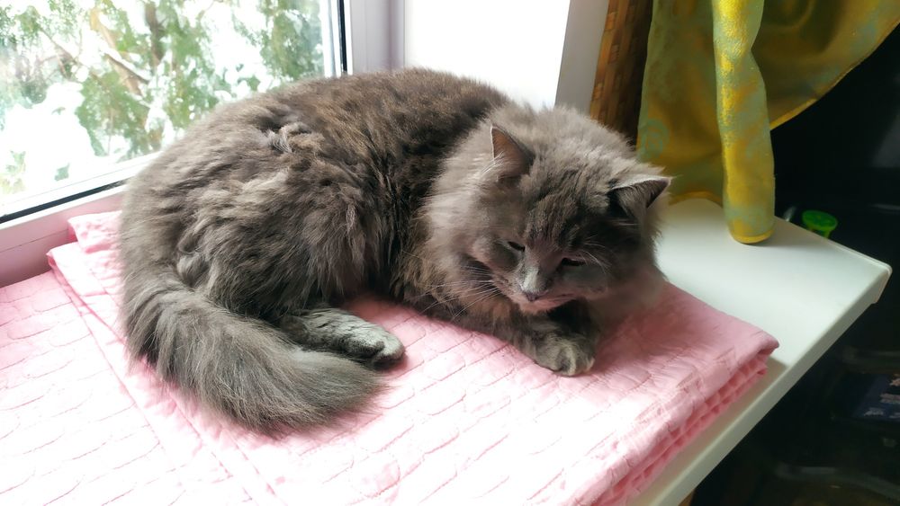 Прекрасный, пушистый, добрый кот