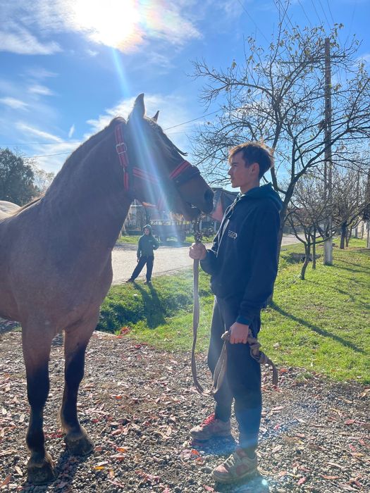 Vand manz de 2 ani fac schimb cu oi