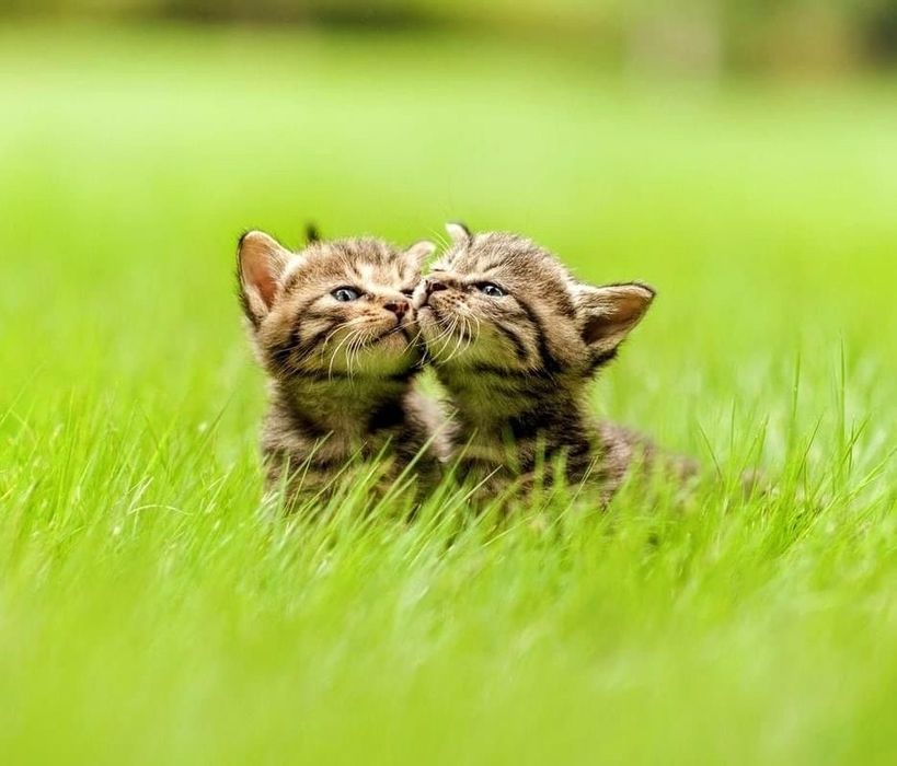 Приходите за кошкой в приют.