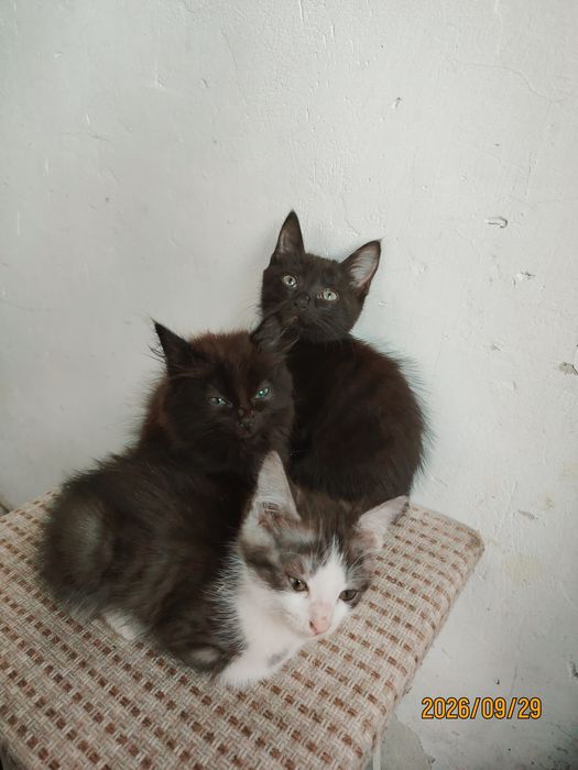 Отдам котят в добрые руки