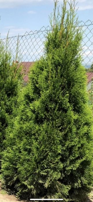 Bazin rotund pentru nuferi; Iriși galbeni ;Tuia;Scoruș; Iasomie;