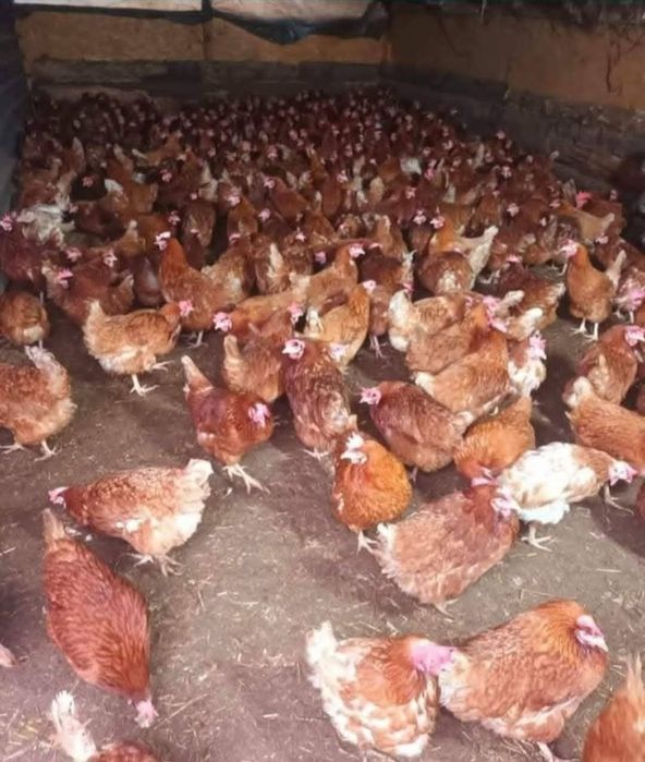 Vând Gaini Rosi outoare