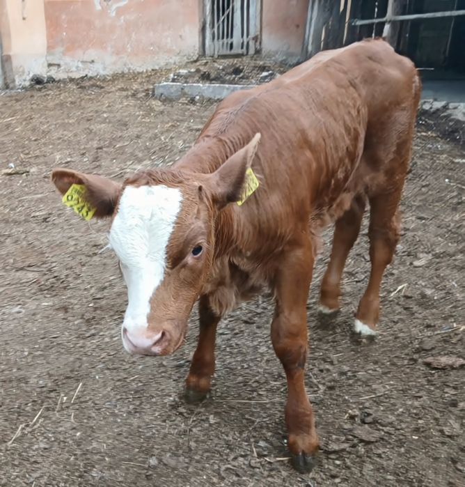 Vând vacă cu vițel