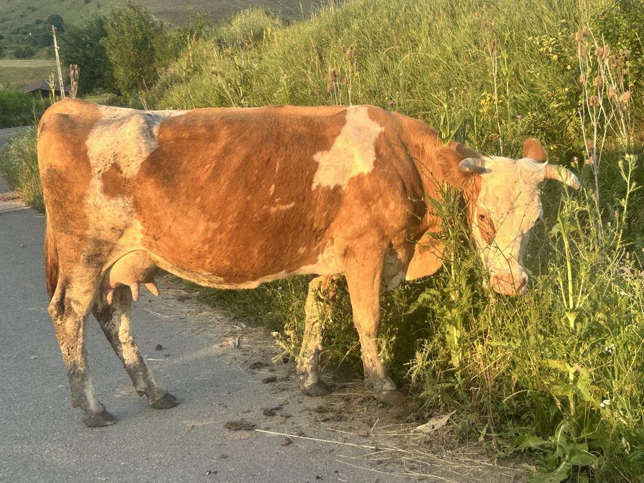 Vaci cu lapte,de vanzare!
