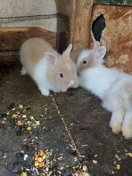 Puiuți  iepurasi rasa pitica