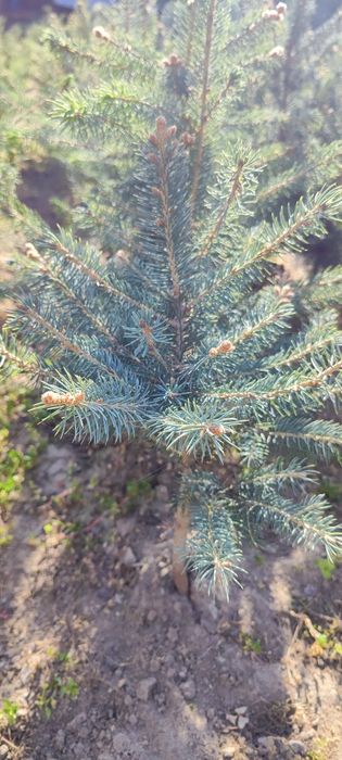 Голубой ель сотилади