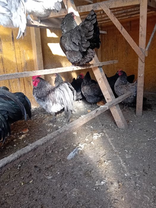 Pui si ouă  pentru  incubat Australorp