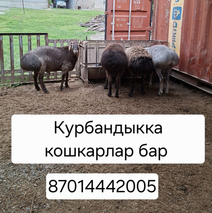 Кошкар бар семиз