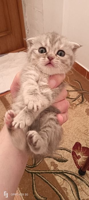 Шотландская вислоухая