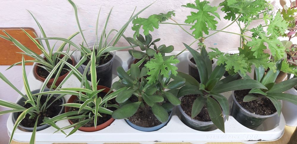 Дърво живота,амарилис,каланхое,индрише,мушкато,хлорофитум,традисканция