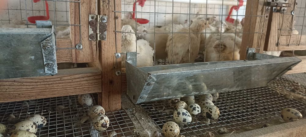 Продаём инкубационные перепелиные яйца