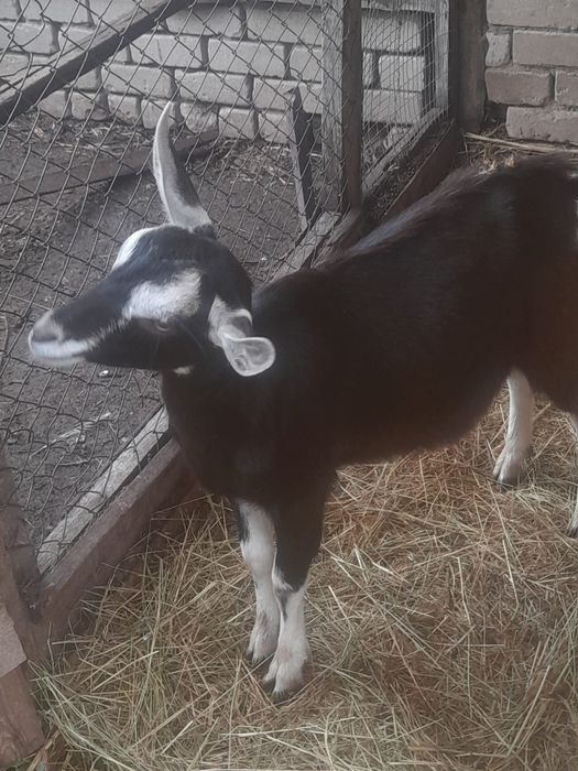 Продам альпийскую козочку