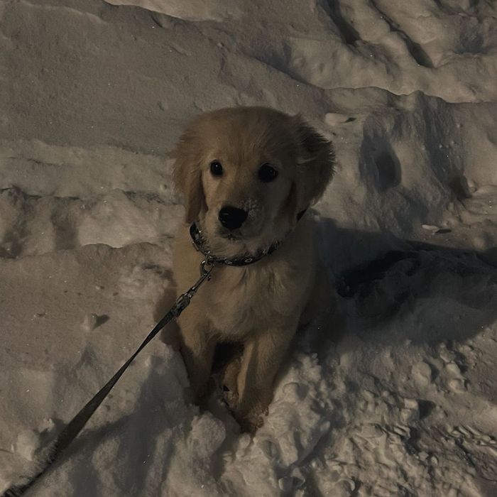 Выгуляю вашего любимца