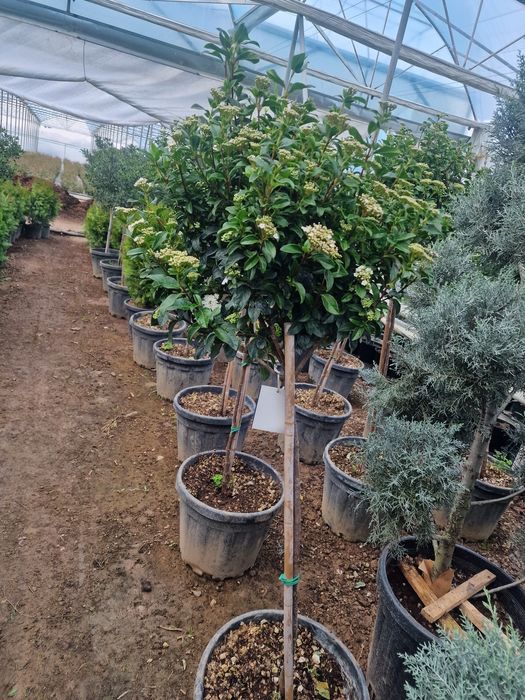 Озеленение ель сосна