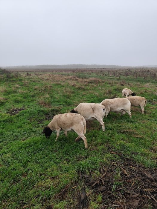 Vând oii dorper și texel.