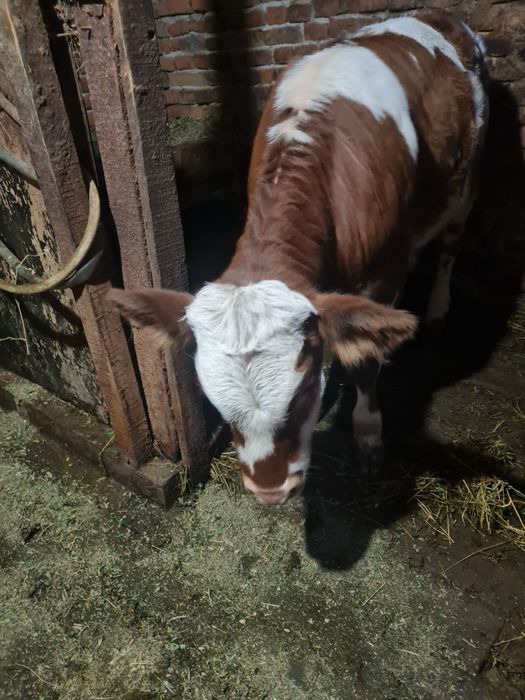 Vând vițea bălțată românească!