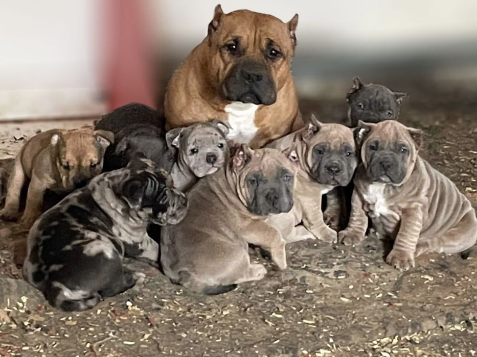 Продаю щенков американский булли