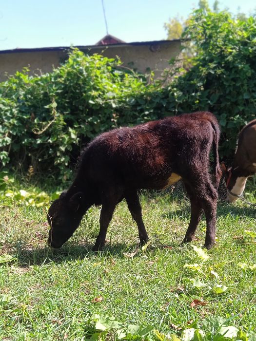 Продам телят срочно