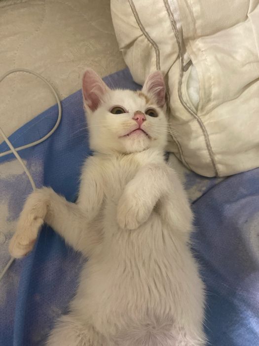 Котенок белый Мальчик