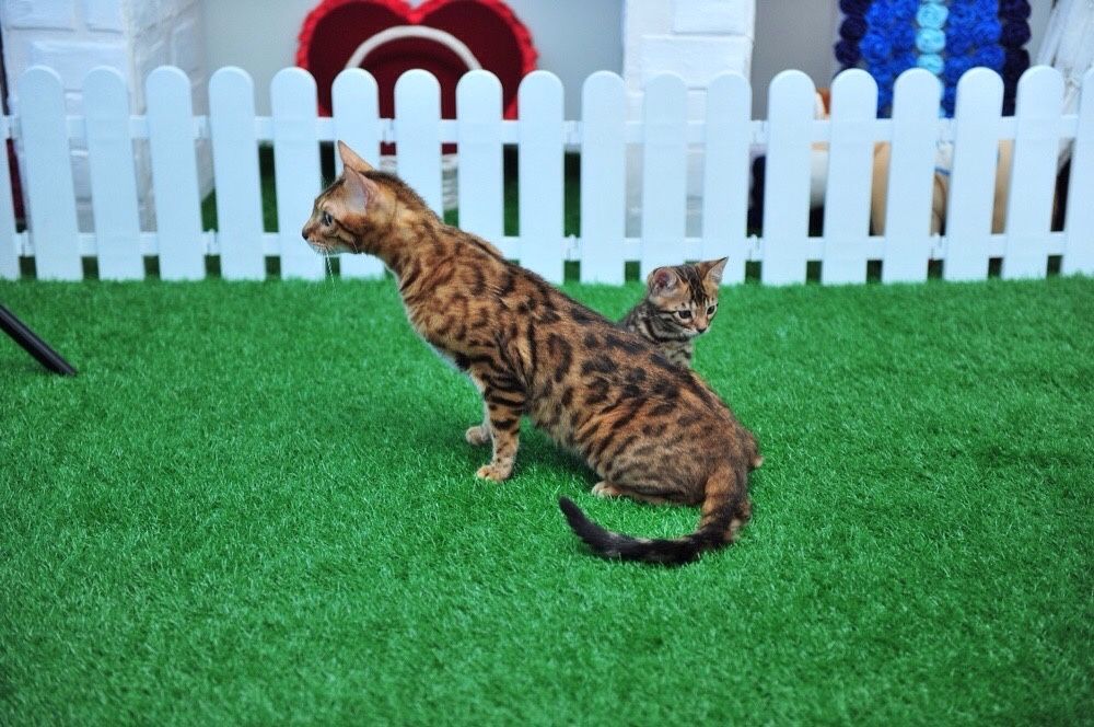 Бенгальские котята