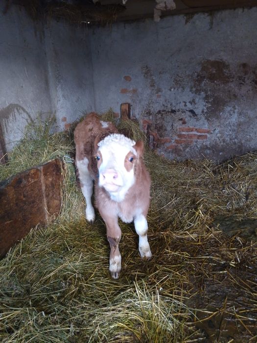 Vând vacă Bălțată Româneasca cu tăuraș