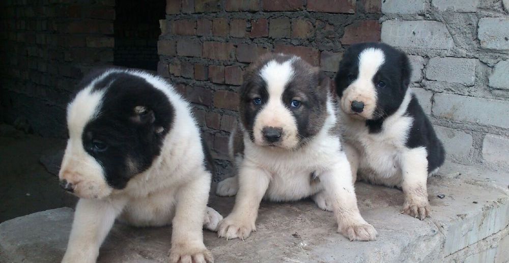 Продам щенков Алабай