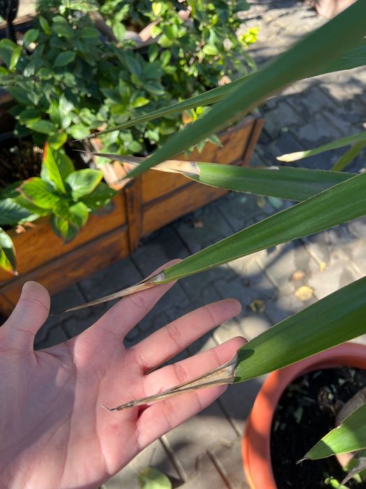 Yucca plantă decorativă